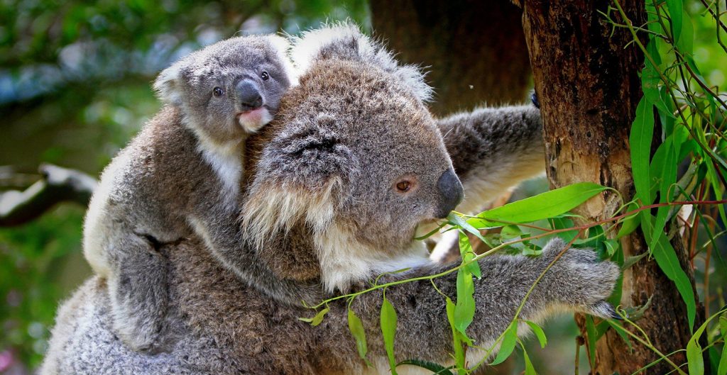 caretaker and the little one